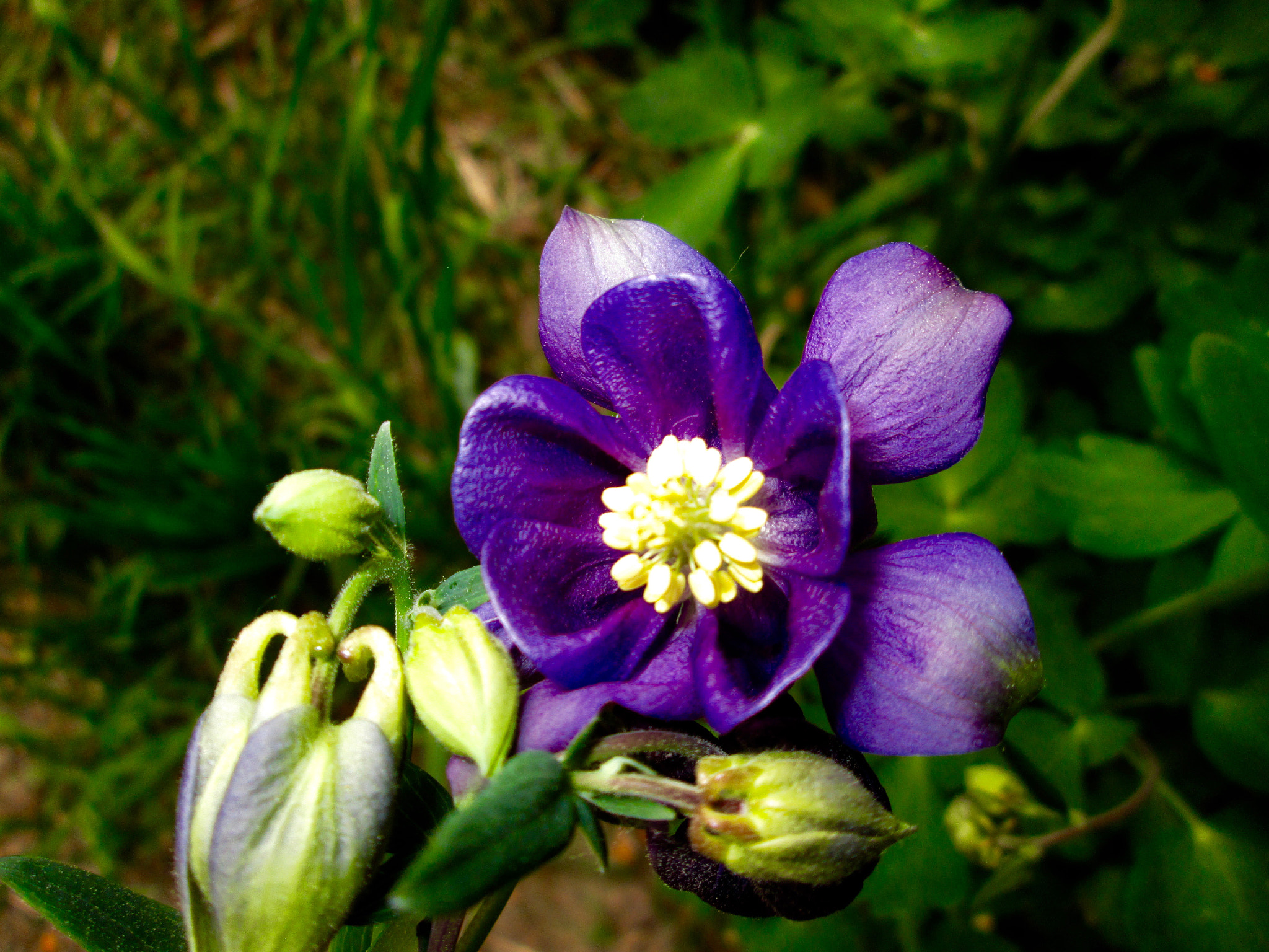 Canon PowerShot A3400 IS sample photo. Blue flower photography