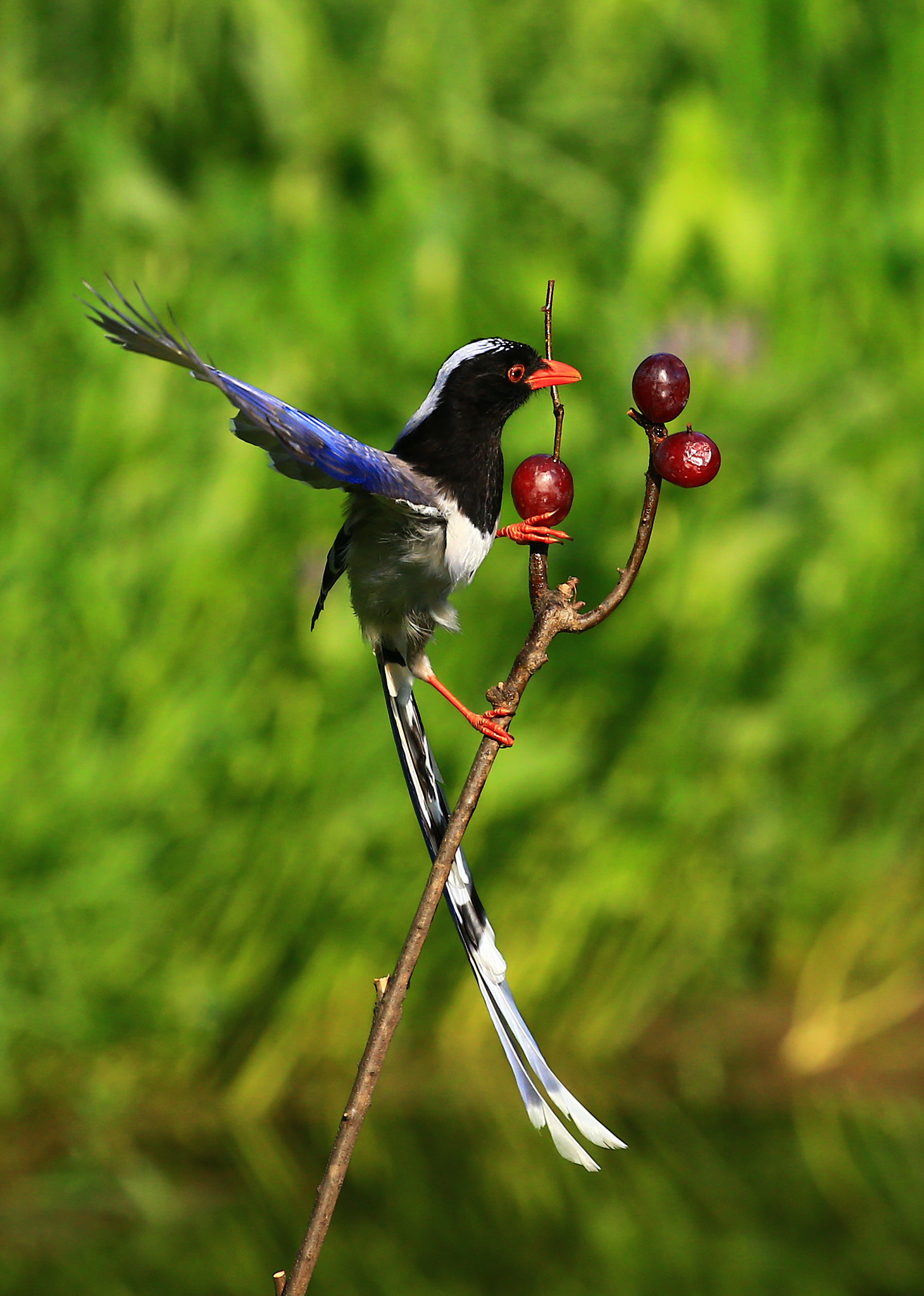 Canon EOS-1D X + Canon EF 100-400mm F4.5-5.6L IS II USM sample photo. Taste so well photography