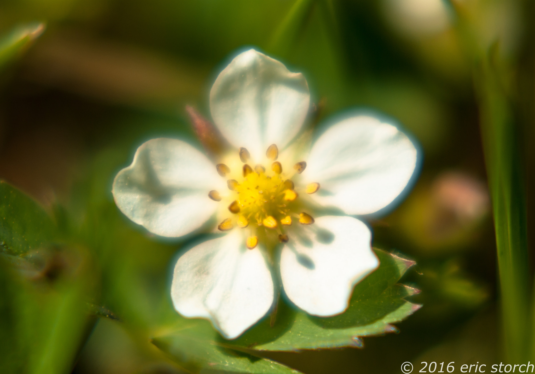 Pentax K10D + A Series Lens sample photo. Strawberry flower photography