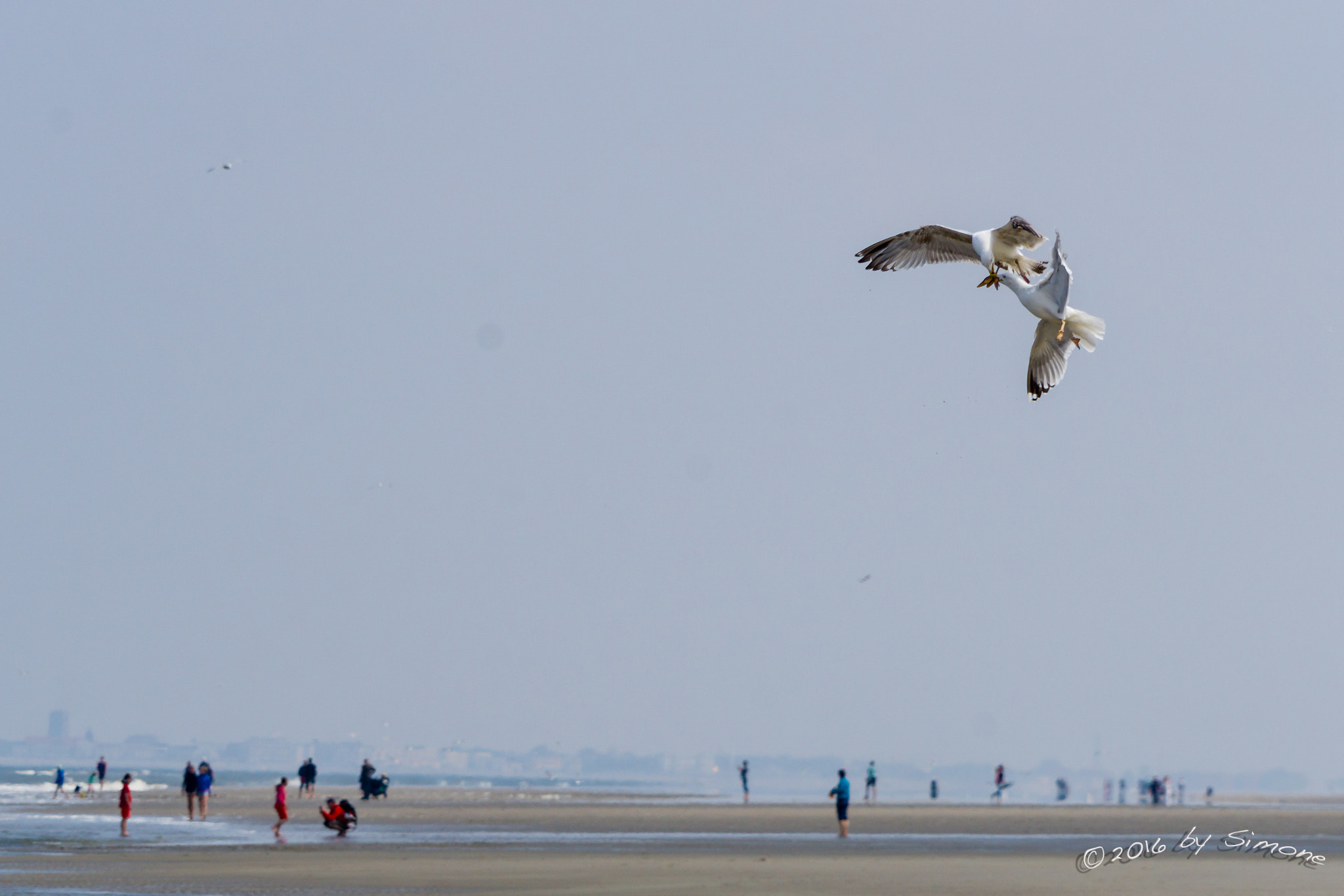 Sony a6000 + Sony FE 24-240mm F3.5-6.3 OSS sample photo. Möwen am strand von juist photography