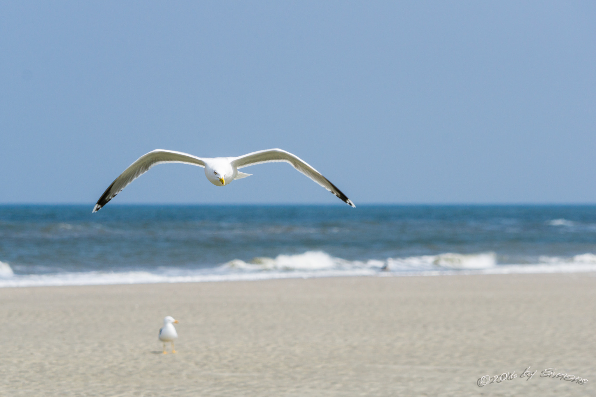 Sony a6000 + Sony FE 24-240mm F3.5-6.3 OSS sample photo. Silbermöwe im anflug photography