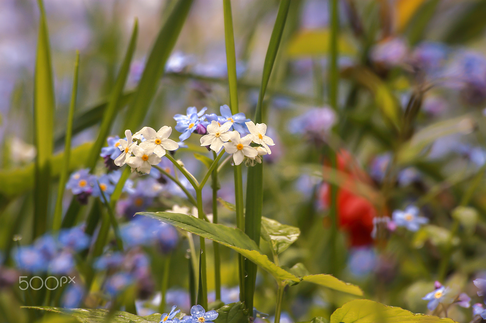 Sigma 70-300mm F4-5.6 APO DG Macro sample photo. Myosotis arvensis (l.) hill 2016 photography