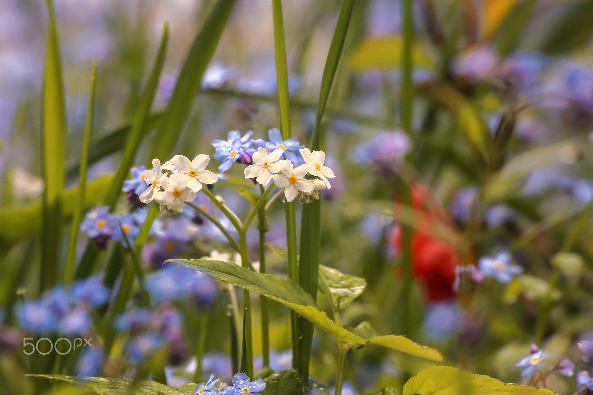 Myosotis arvensis (L.) Hill 2016