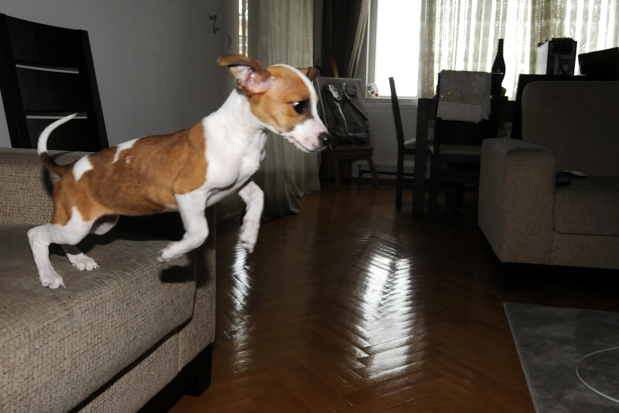 Nikon D300S sample photo. Jack russell photography