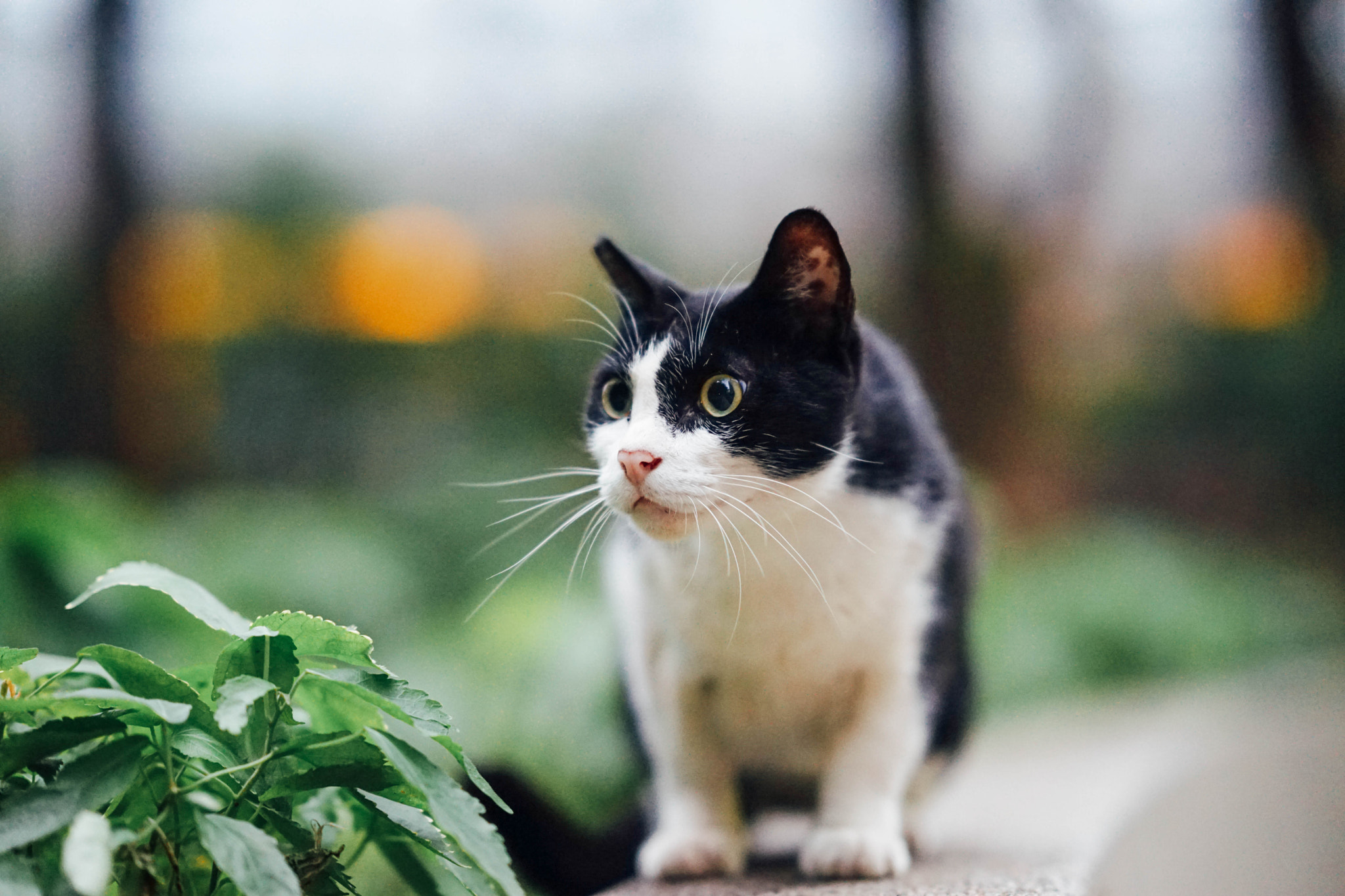 Sony a7 + Sony FE 85mm F1.4 GM sample photo. B&w cat photography
