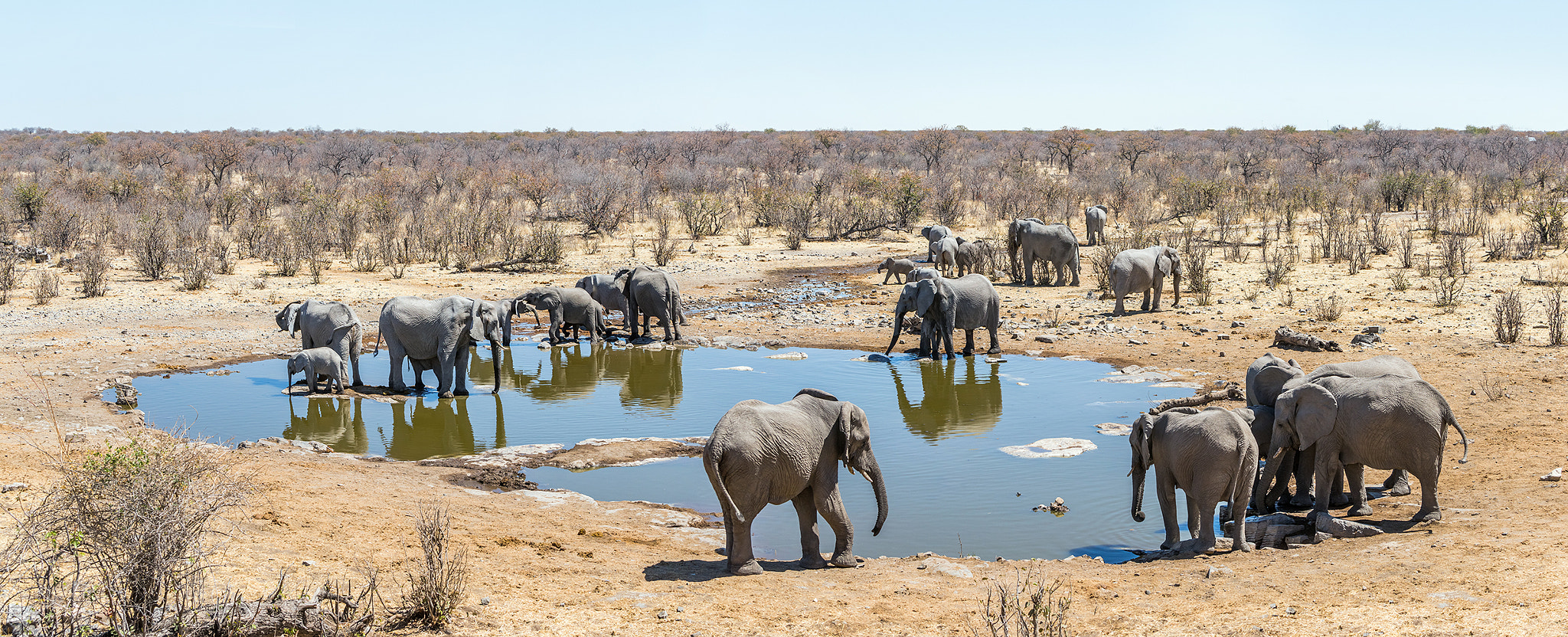 Sony a99 II sample photo. Elephants at moringa waterhole photography