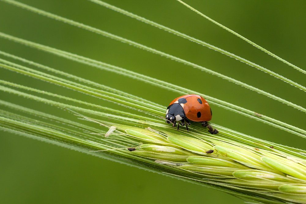 Canon EOS 40D + Canon EF 100mm F2.8L Macro IS USM sample photo. Coccinella septempunctata photography