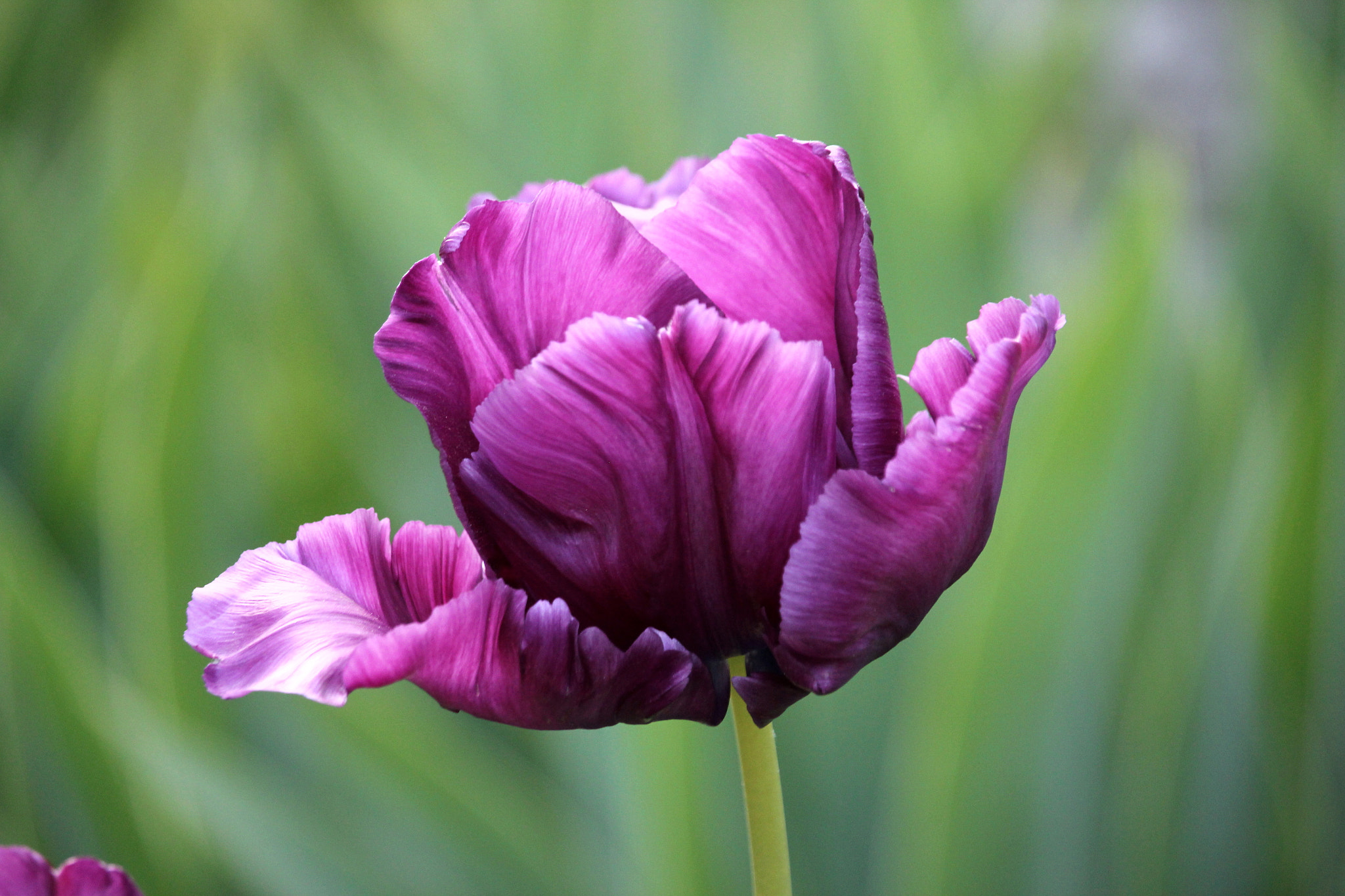 Canon EF-S 55-250mm F4-5.6 IS STM sample photo. Rembrandt in purple photography