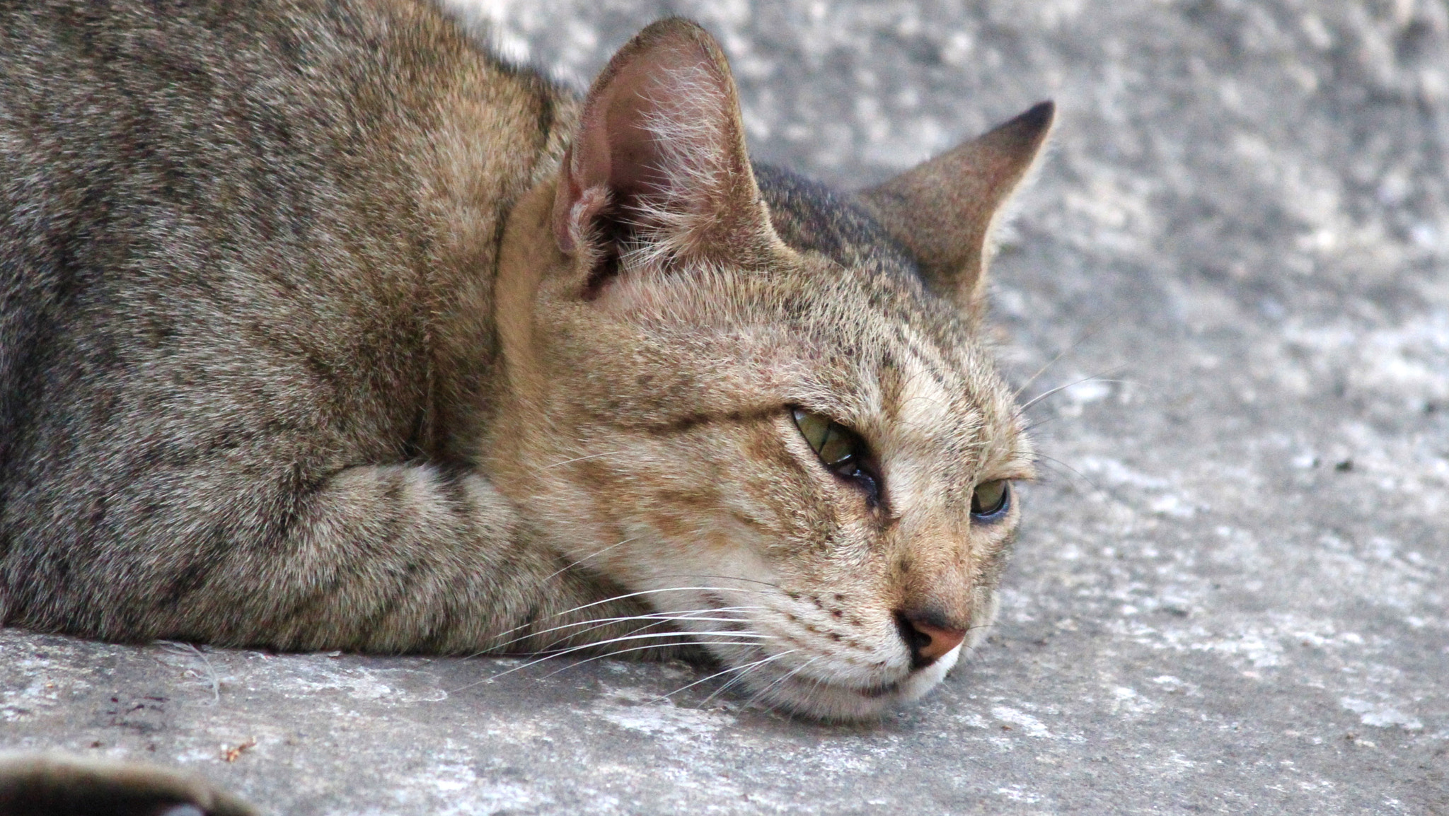 Canon EF-S 55-250mm F4-5.6 IS II sample photo. Mom's love is above all !!! missing her kittens photography