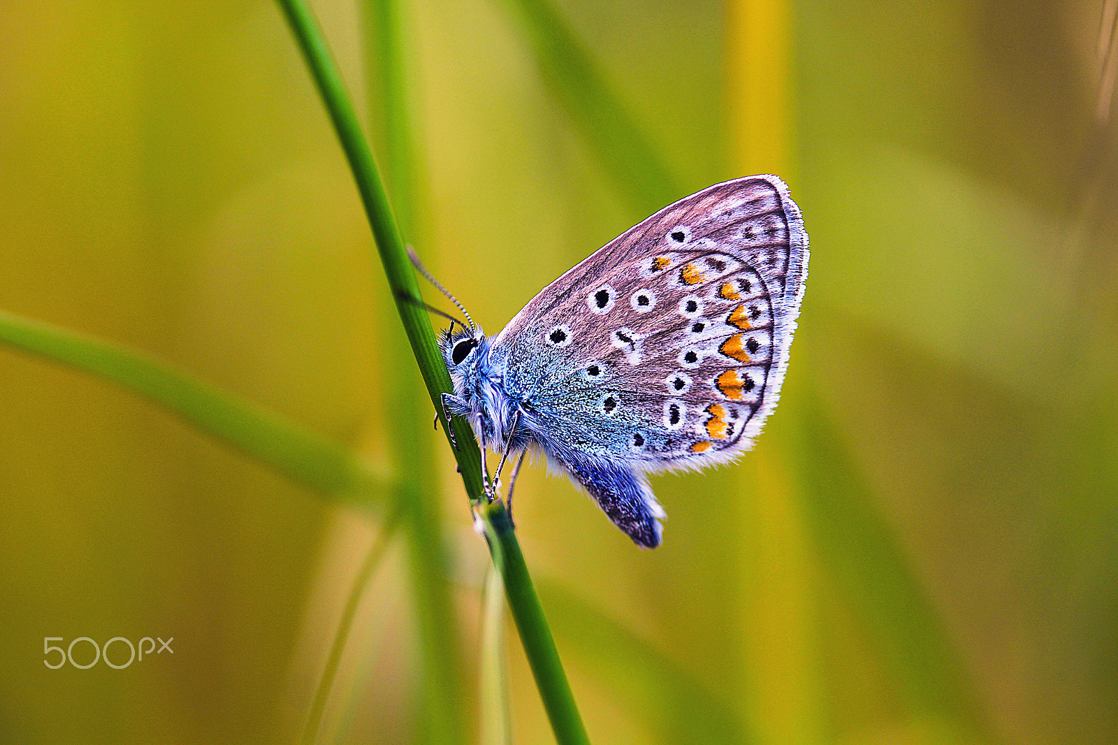Canon EF-S 60mm F2.8 Macro USM sample photo. The wings of an angel photography
