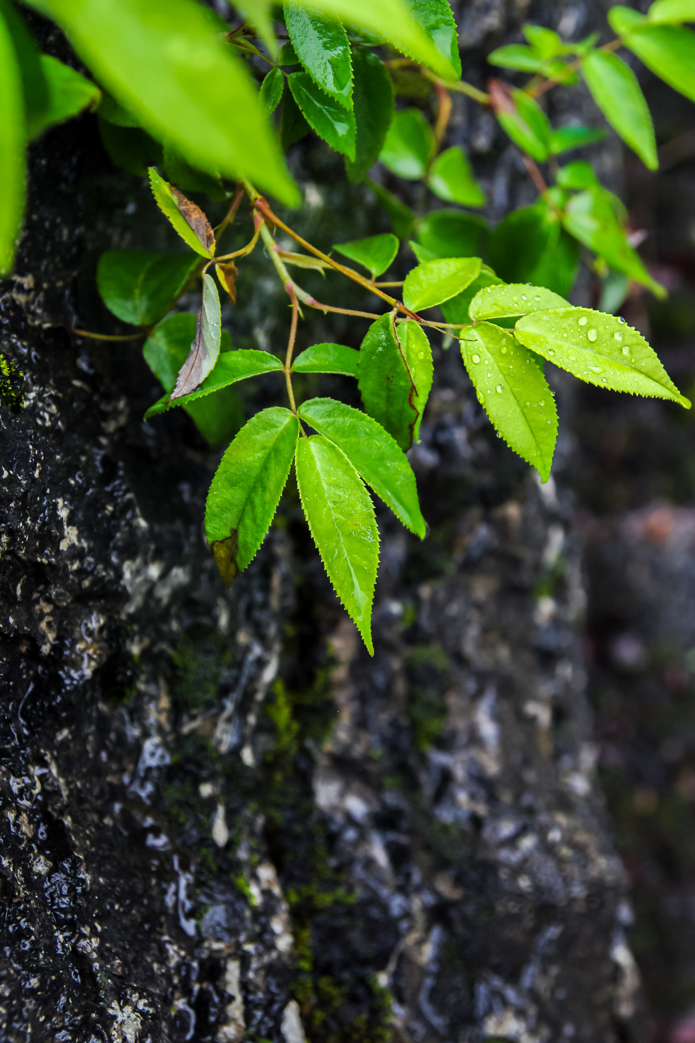 Pentax K-5 II sample photo. Imgp2720-2.jpg photography
