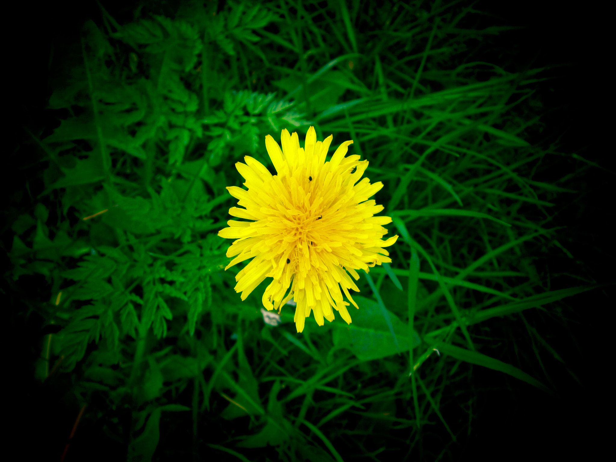Canon PowerShot A3400 IS sample photo. Dandelion photography