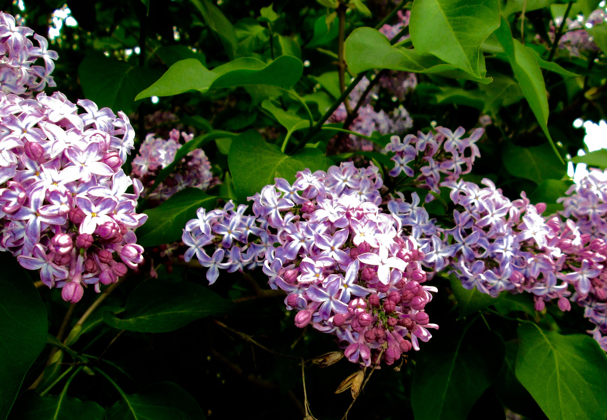Canon PowerShot A3400 IS sample photo. Lilac photography