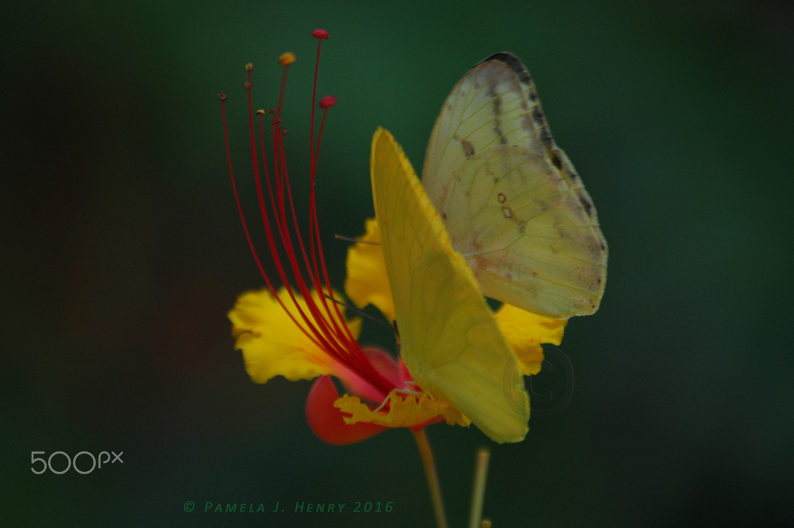 Nikon D70 sample photo. Sharing photography