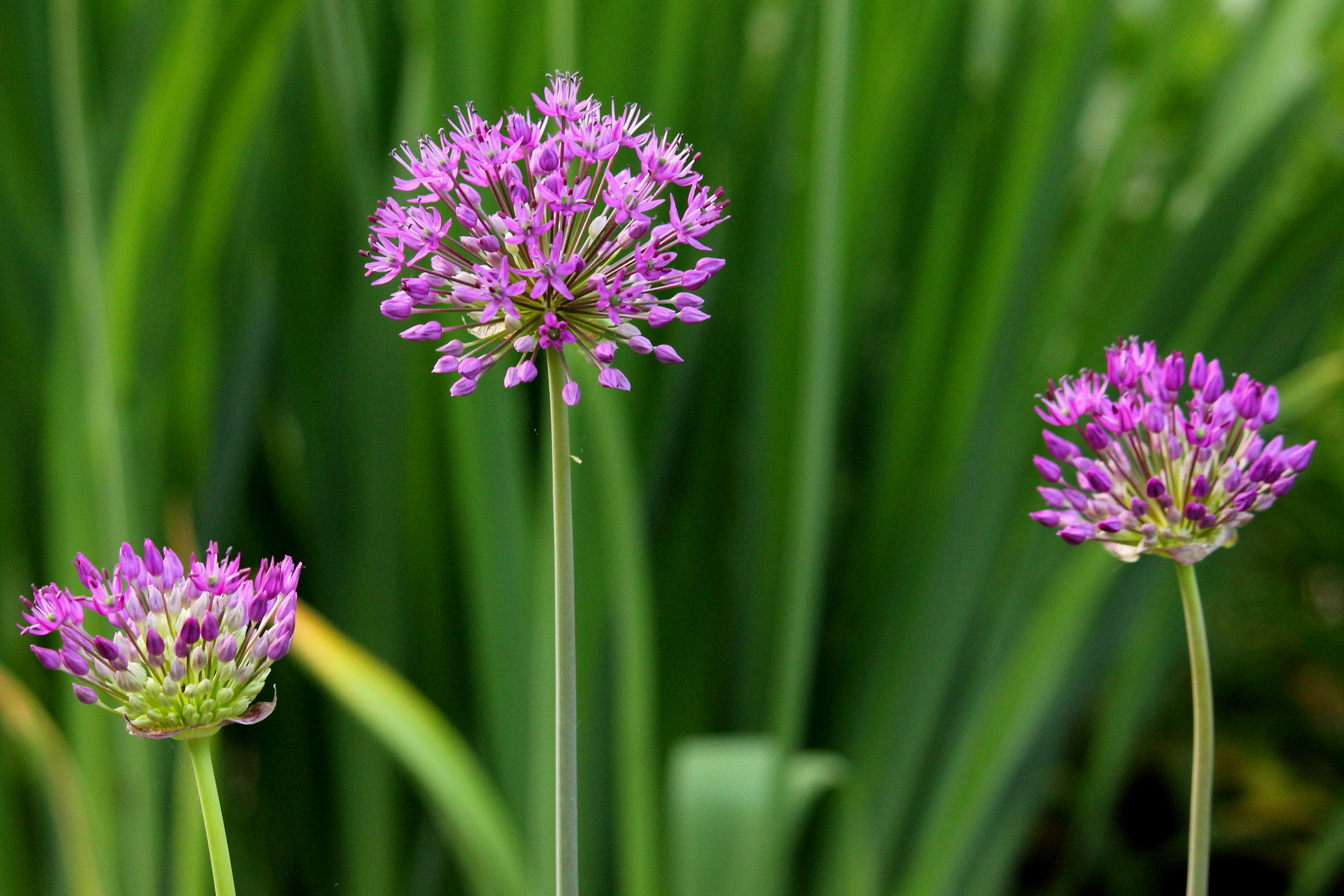 Canon EF-S 55-250mm F4-5.6 IS STM sample photo. Allium trio photography