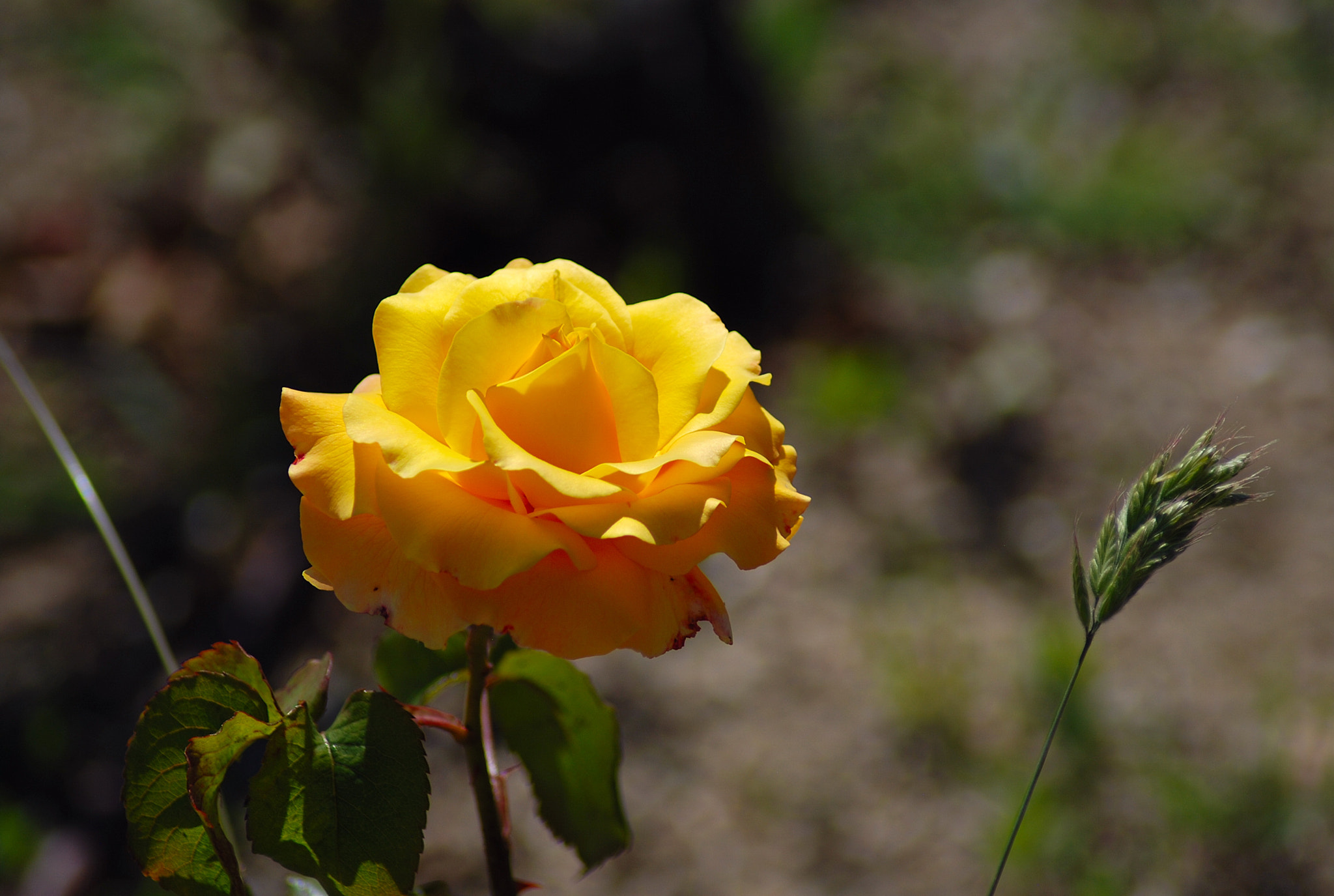 Nikon AF Nikkor 70-300mm F4-5.6G sample photo. Rosa amarilla photography