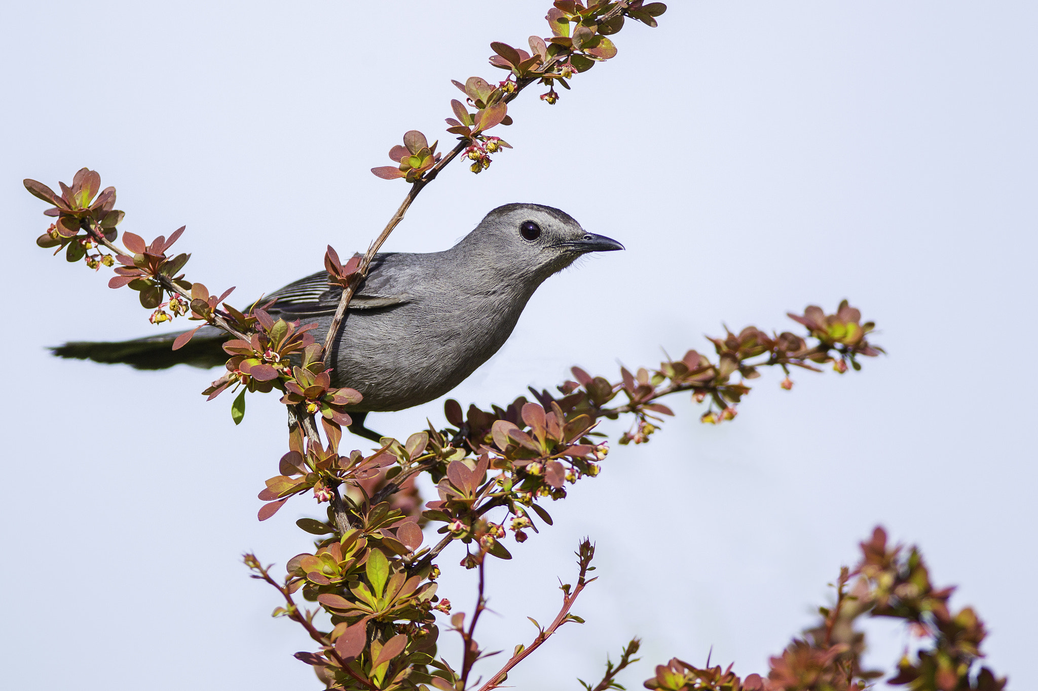 Canon EOS-1D Mark IV + Canon EF 600mm f/4L IS sample photo. Gray catbird photography