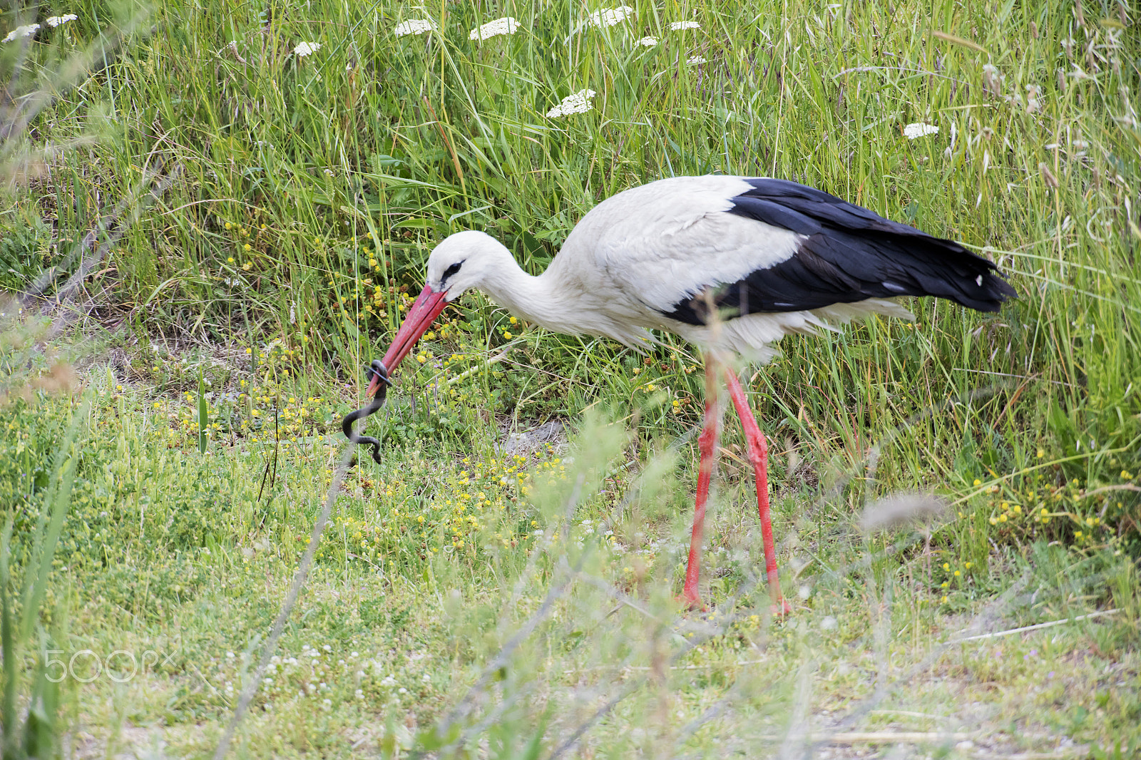 Canon EOS 5DS R + Canon EF 500mm F4L IS USM sample photo. European white stork photography