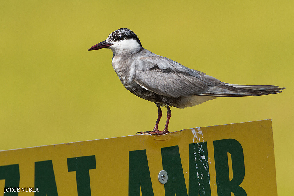 Canon EF 500mm F4L IS II USM sample photo. Fumarel cariblanco (chlidonias hybridus). photography