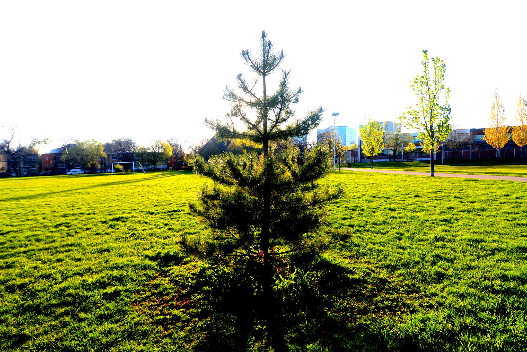 Nikon D600 sample photo. Evergreen backlit photography