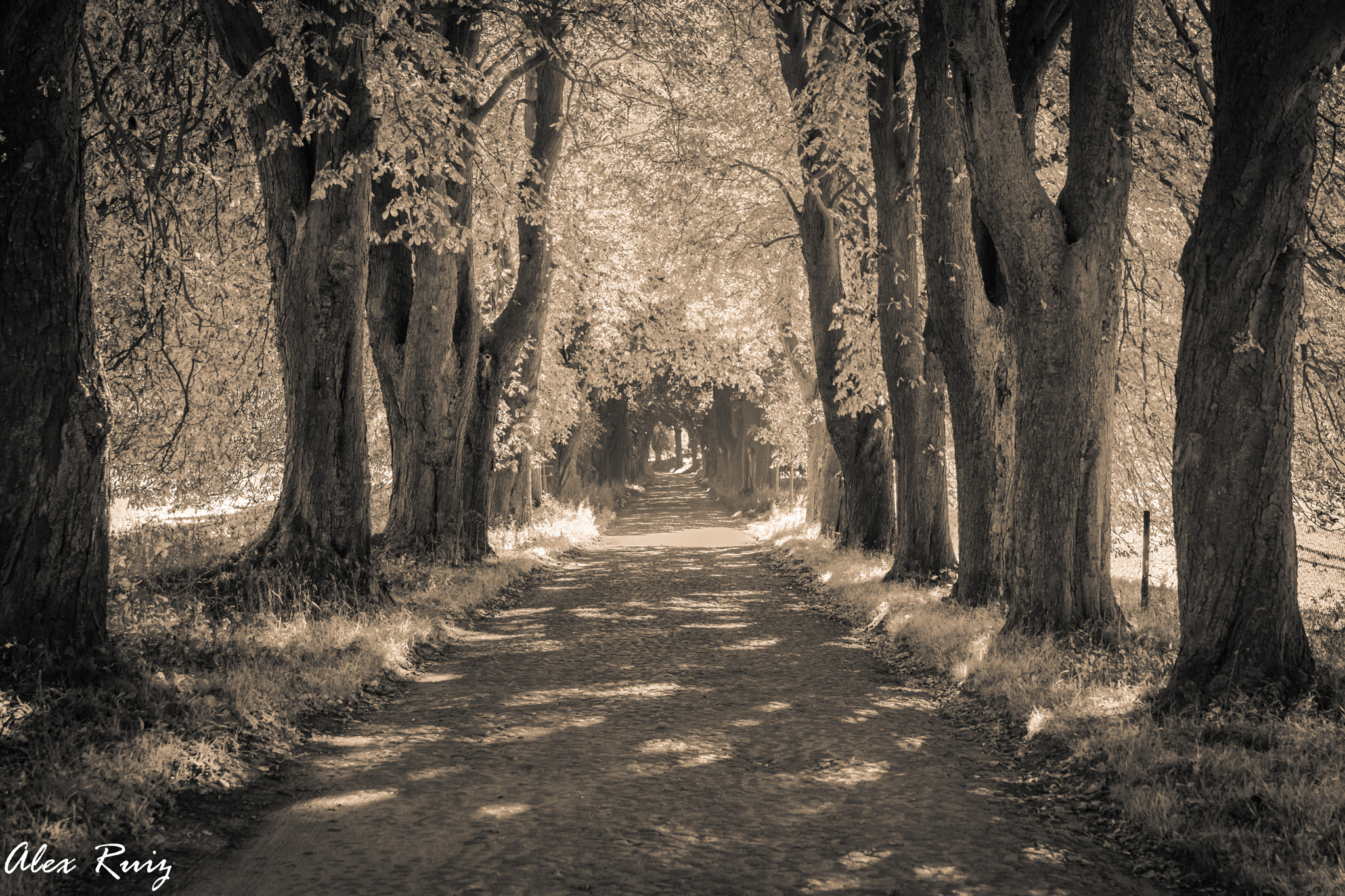 Sony a99 II + Sony 28-75mm F2.8 SAM sample photo. Allee photography