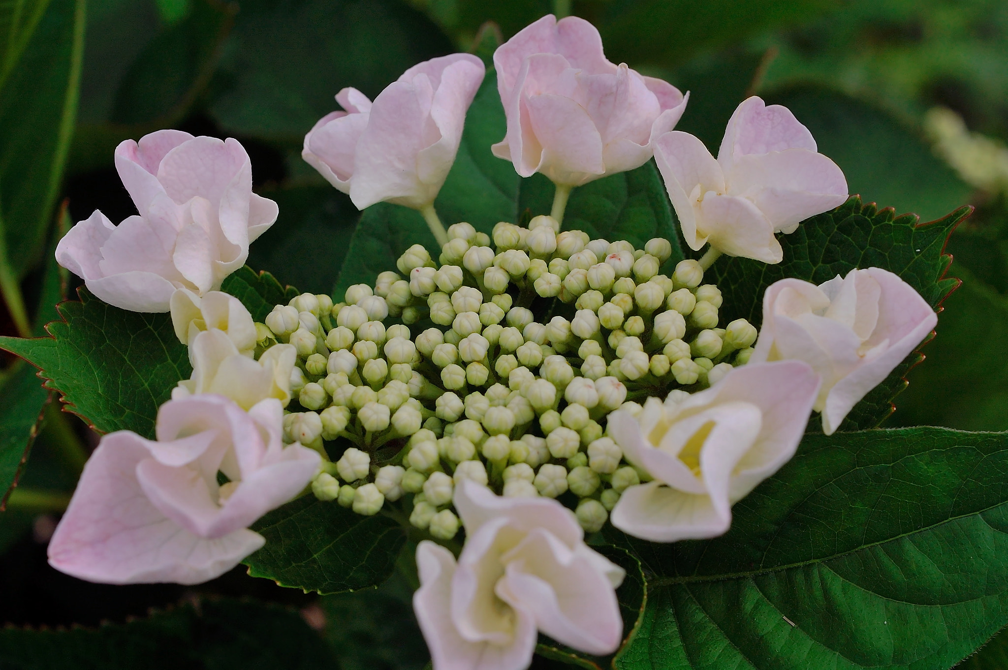 Voigtlander Ultron 40mm F2 SLII Aspherical sample photo. Calyx hydrangea photography