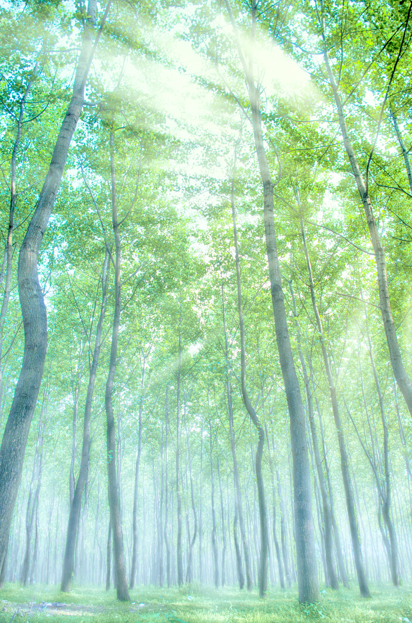Pentax smc DA 18-55mm F3.5-5.6 AL sample photo. A sunny grove photography