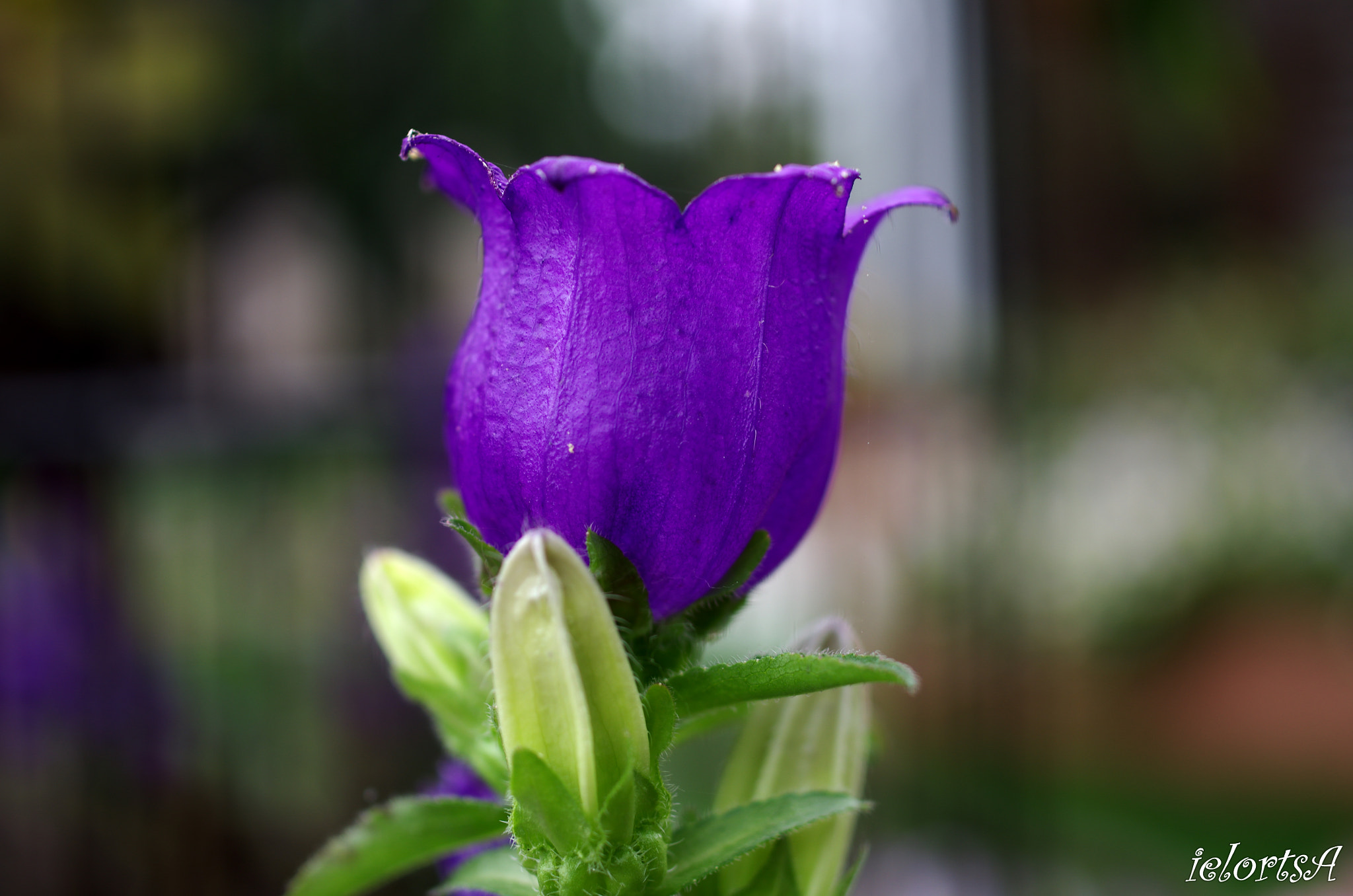 Pentax K-5 + HD Pentax DA 35mm F2.8 Macro Limited sample photo. Flower photography