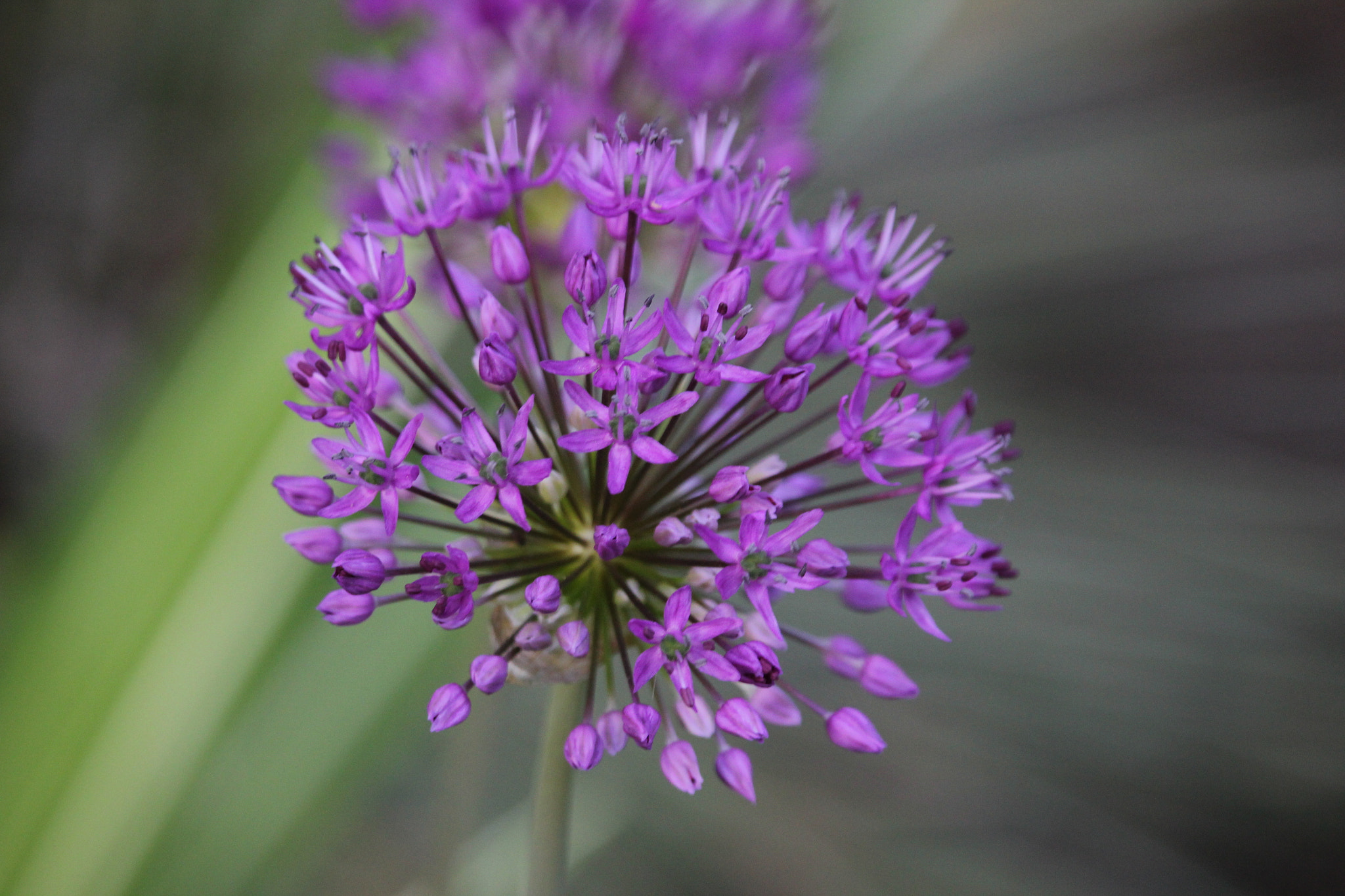 Canon EF-S 55-250mm F4-5.6 IS STM sample photo. Firework display in purple photography