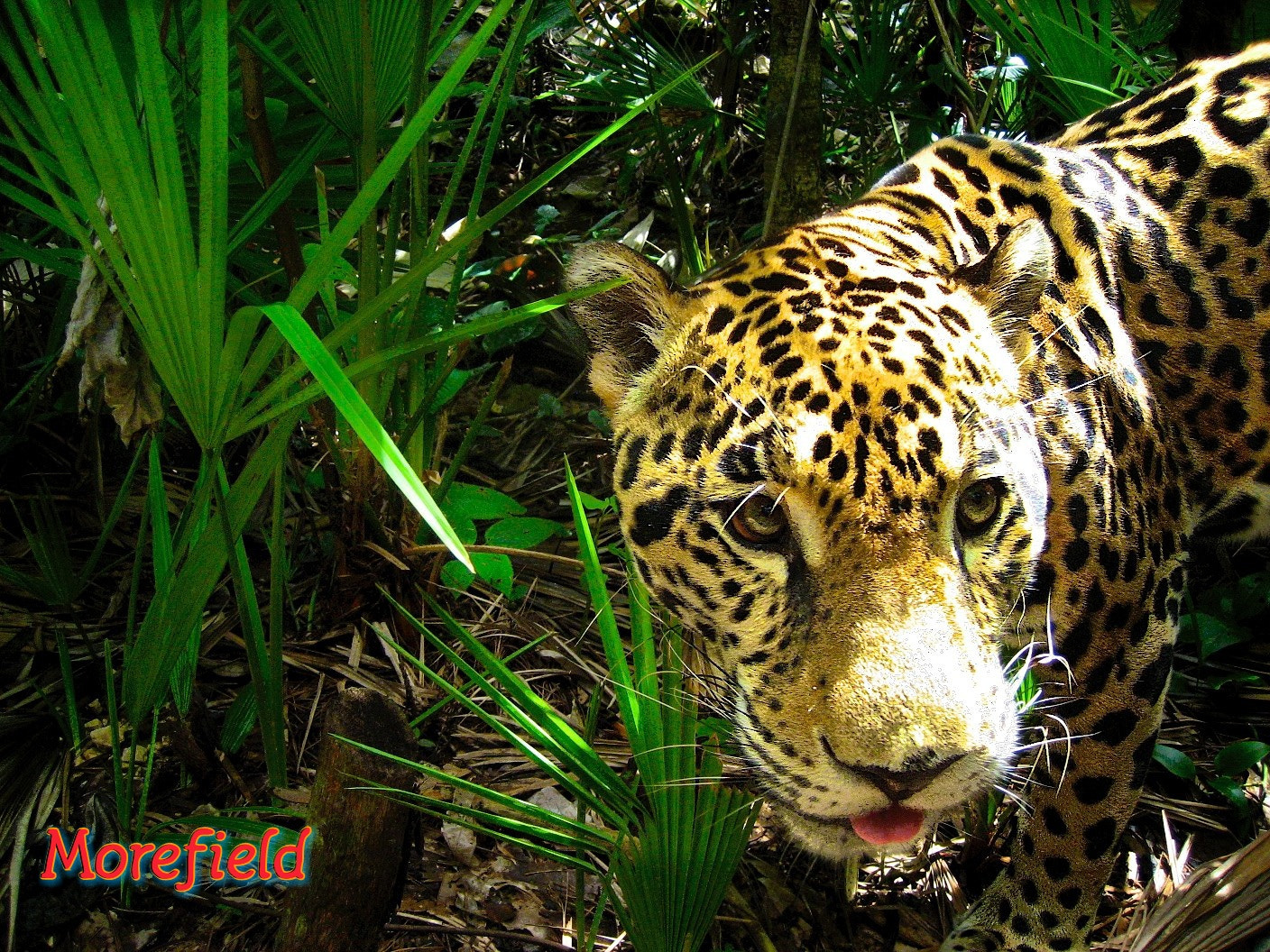 Canon POWERSHOT SD600 sample photo. Jaguar jungle ~ belize photography