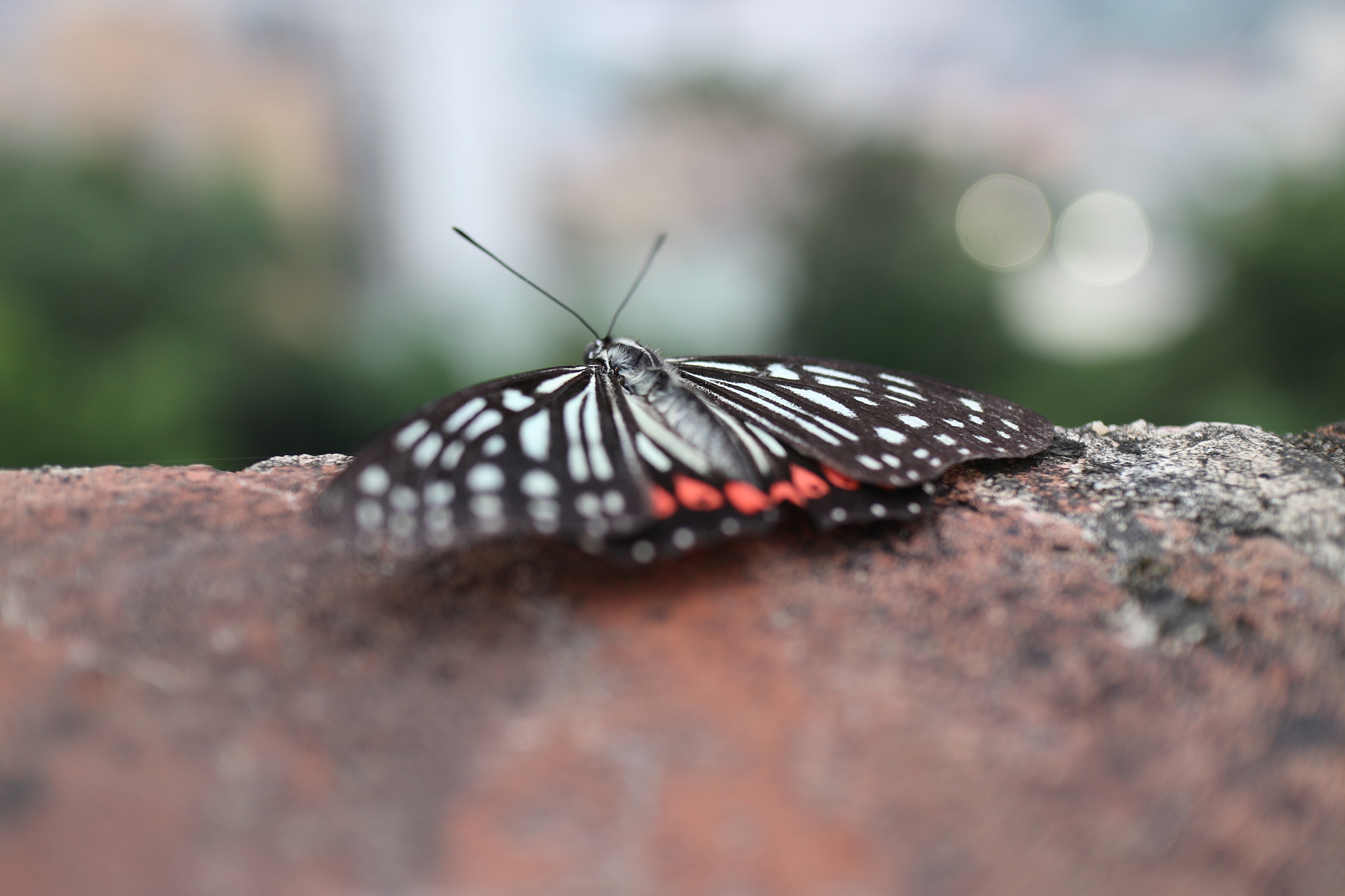 Canon EOS M10 + Canon EF-M 22mm F2 STM sample photo. Butterfly photography