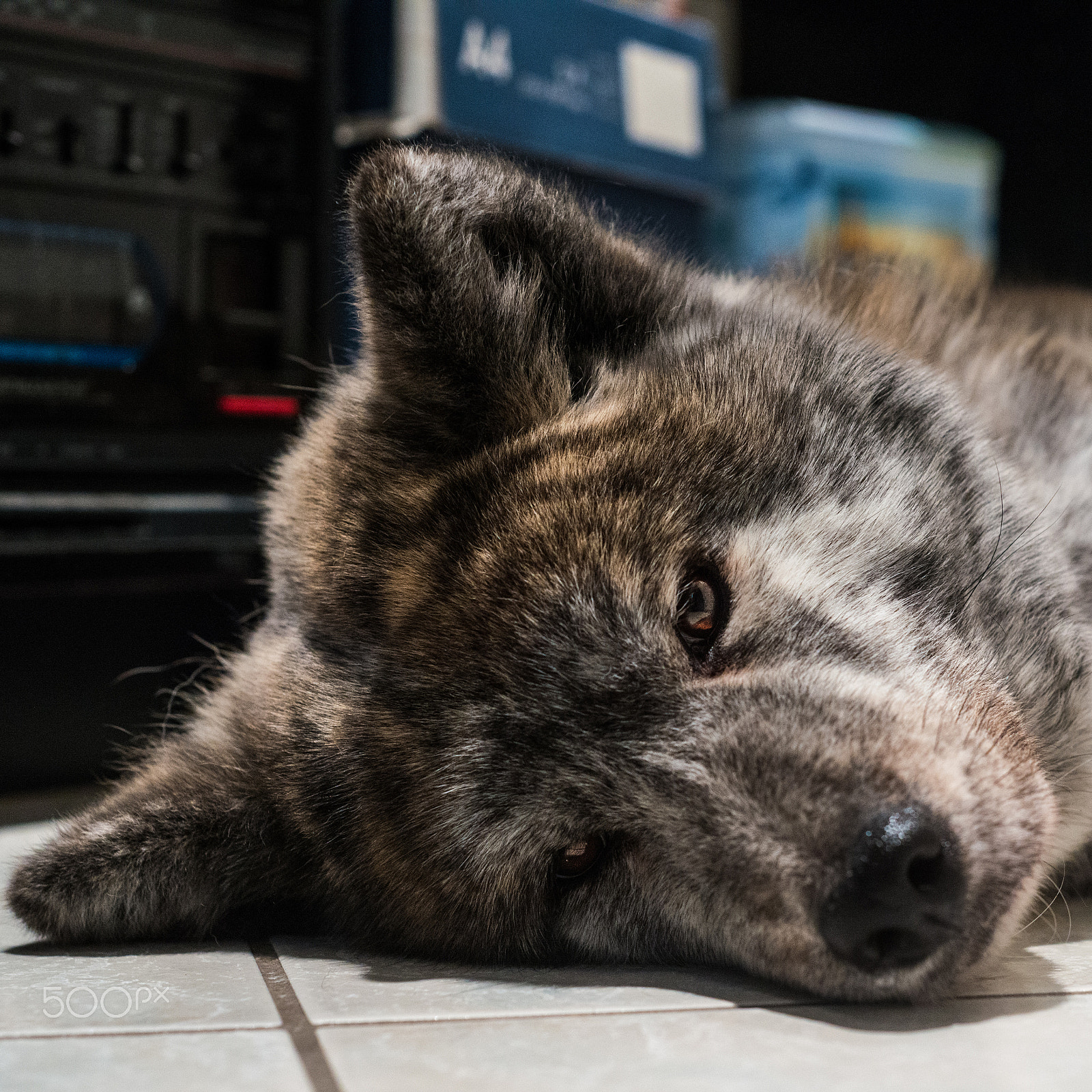 Nikon D800 + AF Nikkor 50mm f/1.8 sample photo. Dogs portraits - milva photography