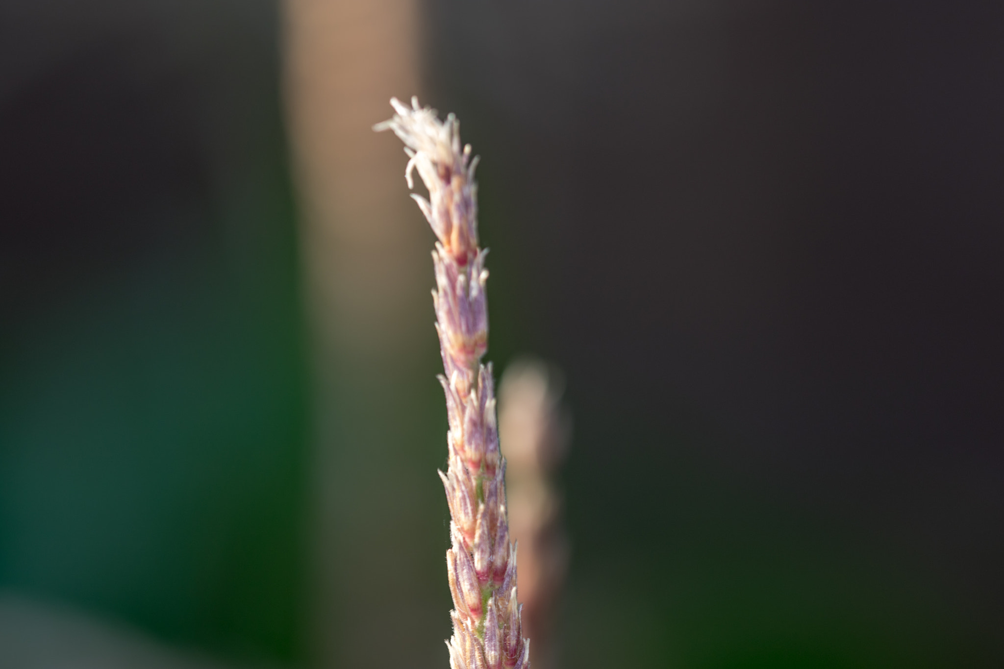 Canon EF 180mm F3.5L Macro USM sample photo. Macromania photography