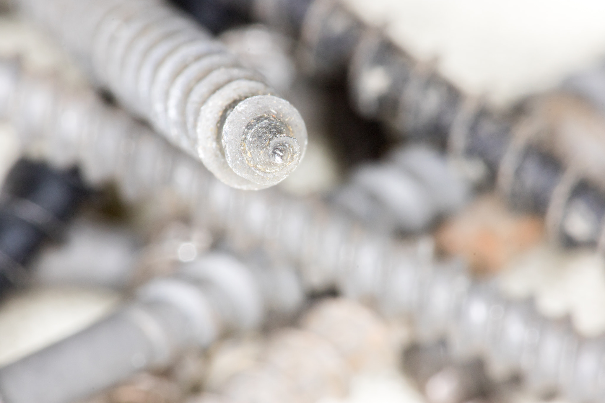 Canon EF 180mm F3.5L Macro USM sample photo. Macromania photography