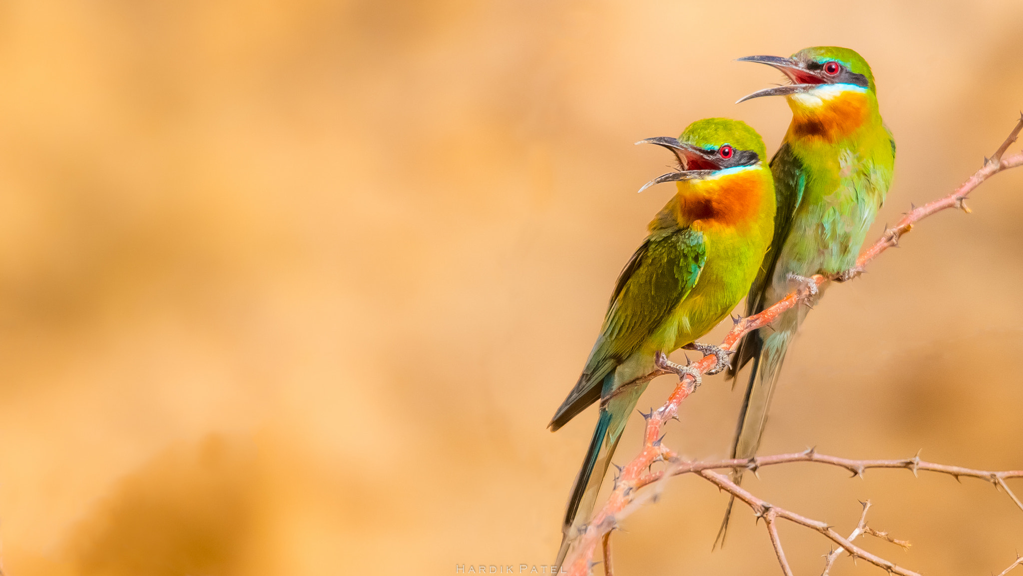 Nikon D5 sample photo. Blue tailed bee eater.. photography