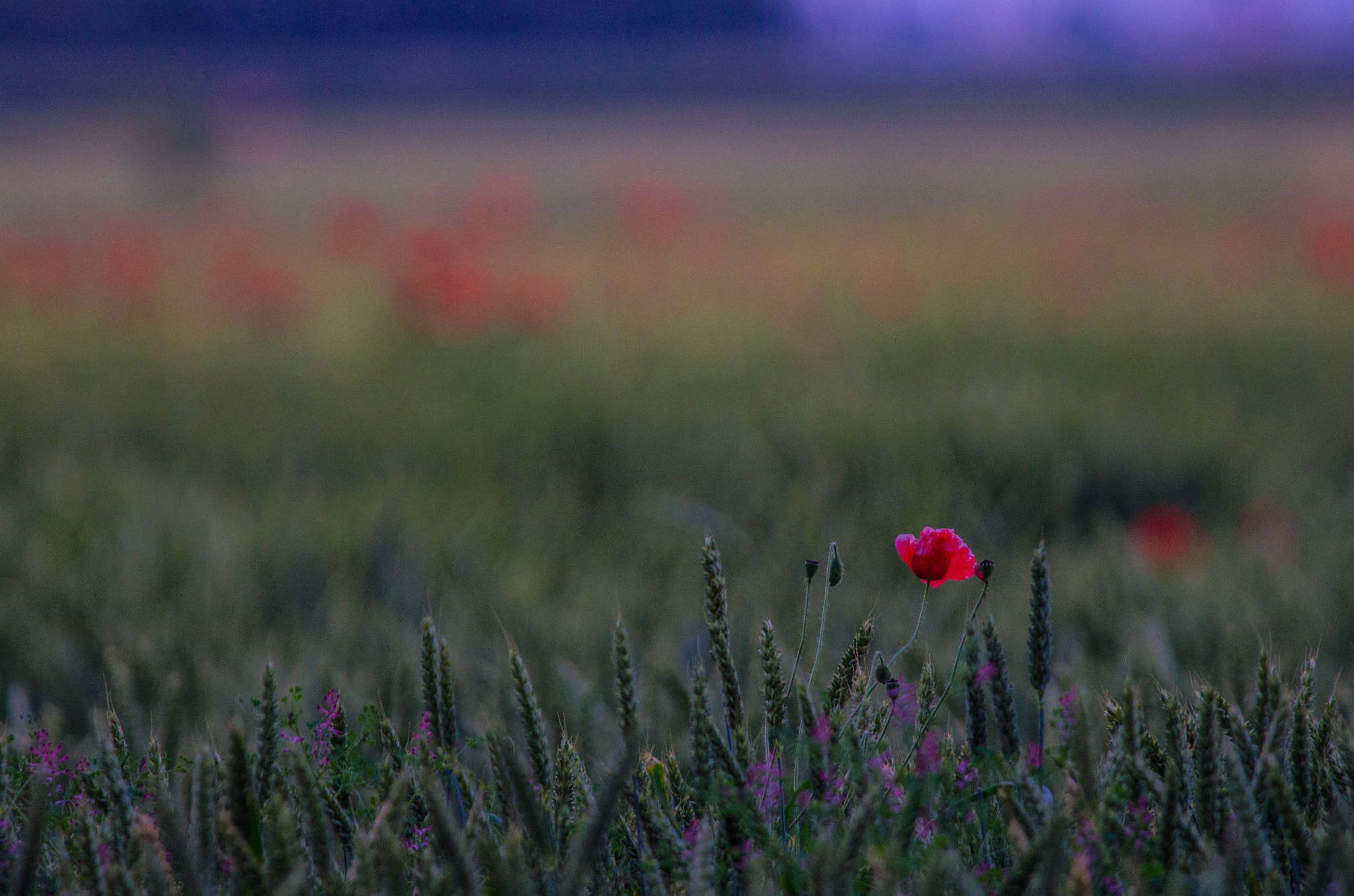 Pentax K-5 sample photo. Field photography