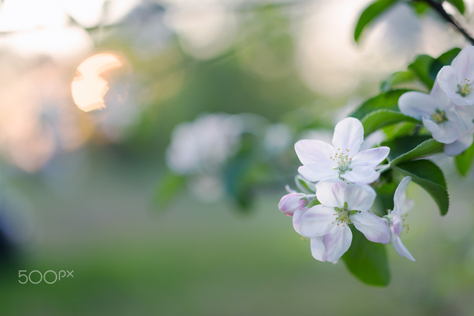 Canon EOS 6D sample photo. Apple blossoms at sunset photography
