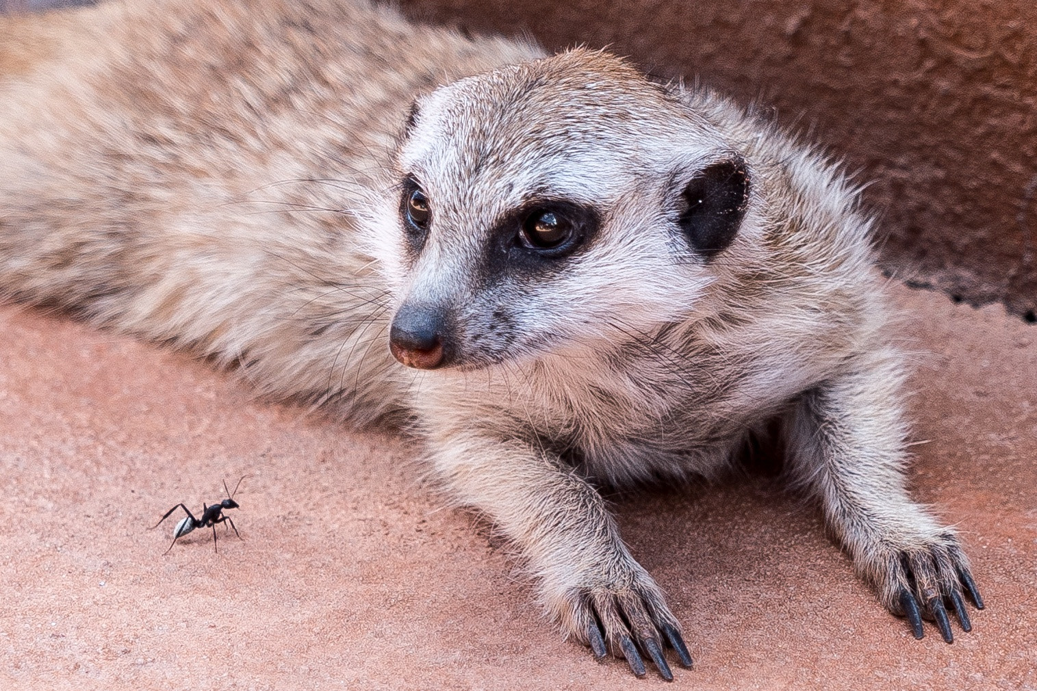 Sony a7S sample photo. Africa，mongoose & ant photography