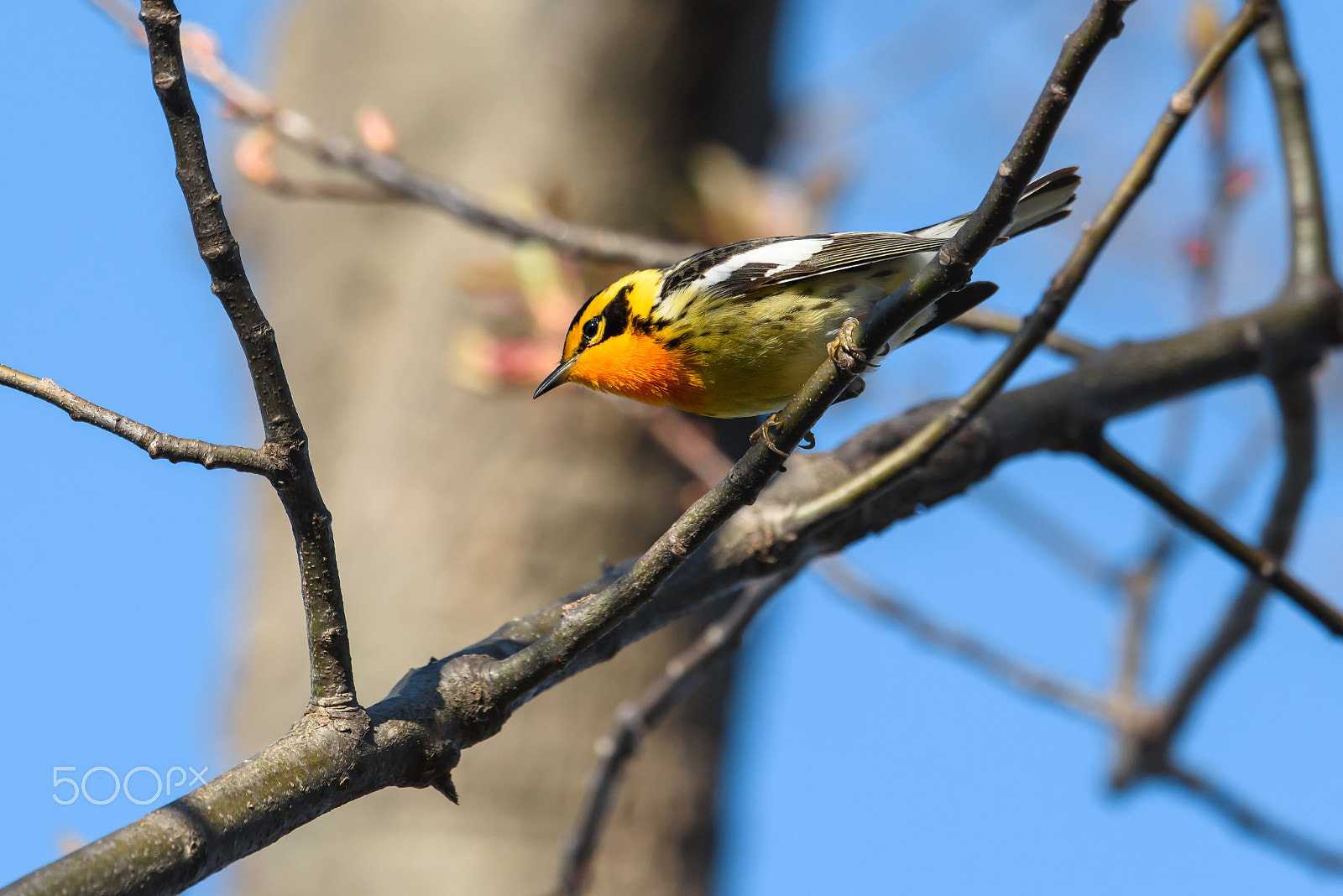 Nikon AF-S Nikkor 500mm F4E FL ED VR sample photo. Blackburnian warbler working the branches photography