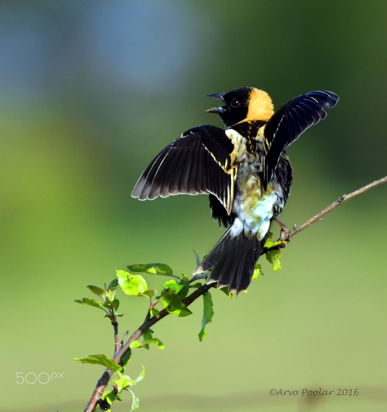 AF Zoom-Nikkor 35-105mm f/3.5-4.5D sample photo. Bobolink photography