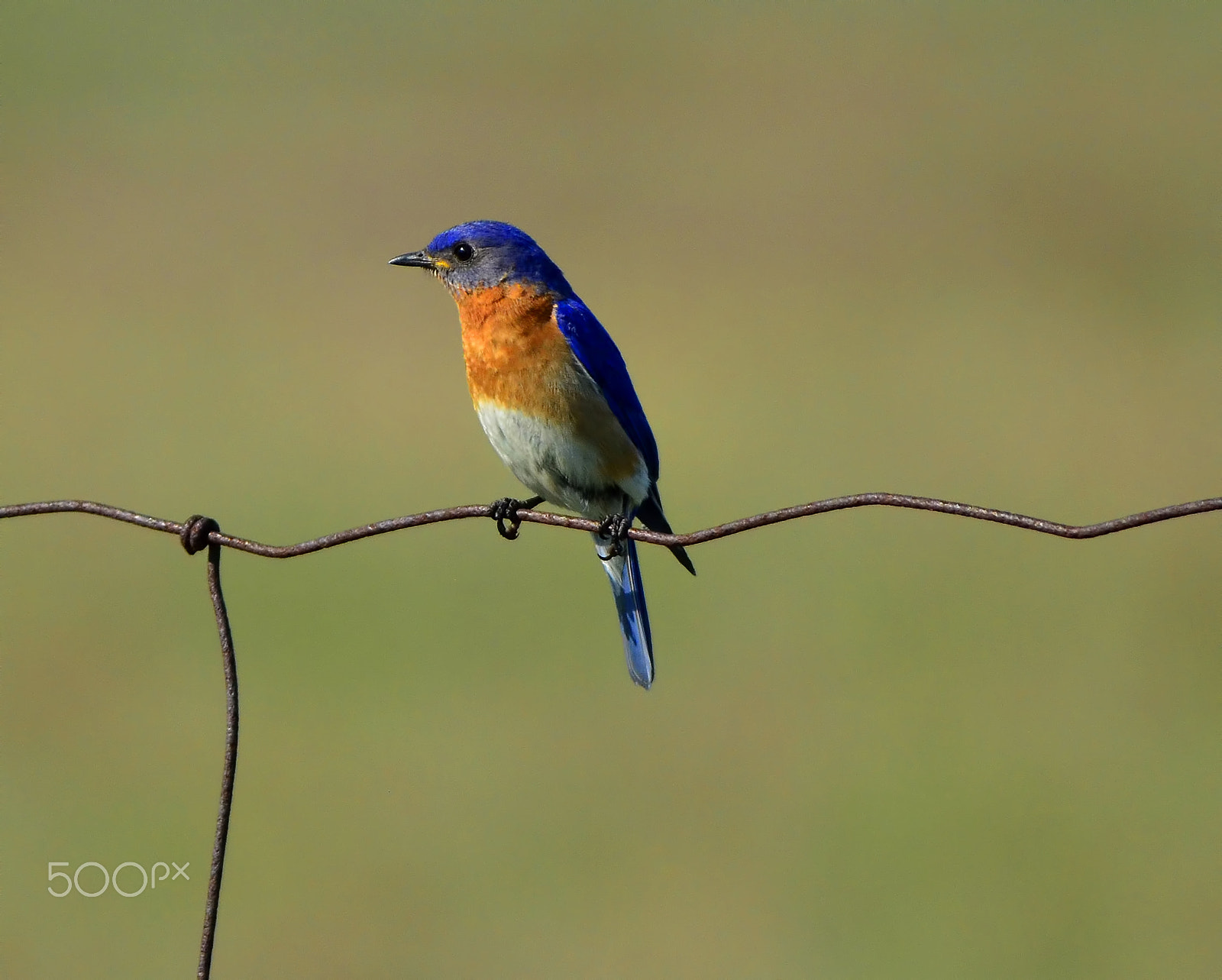 Nikon AF-S Nikkor 18-35mm F3.5-4.5G ED sample photo. Eastern  bluebird photography