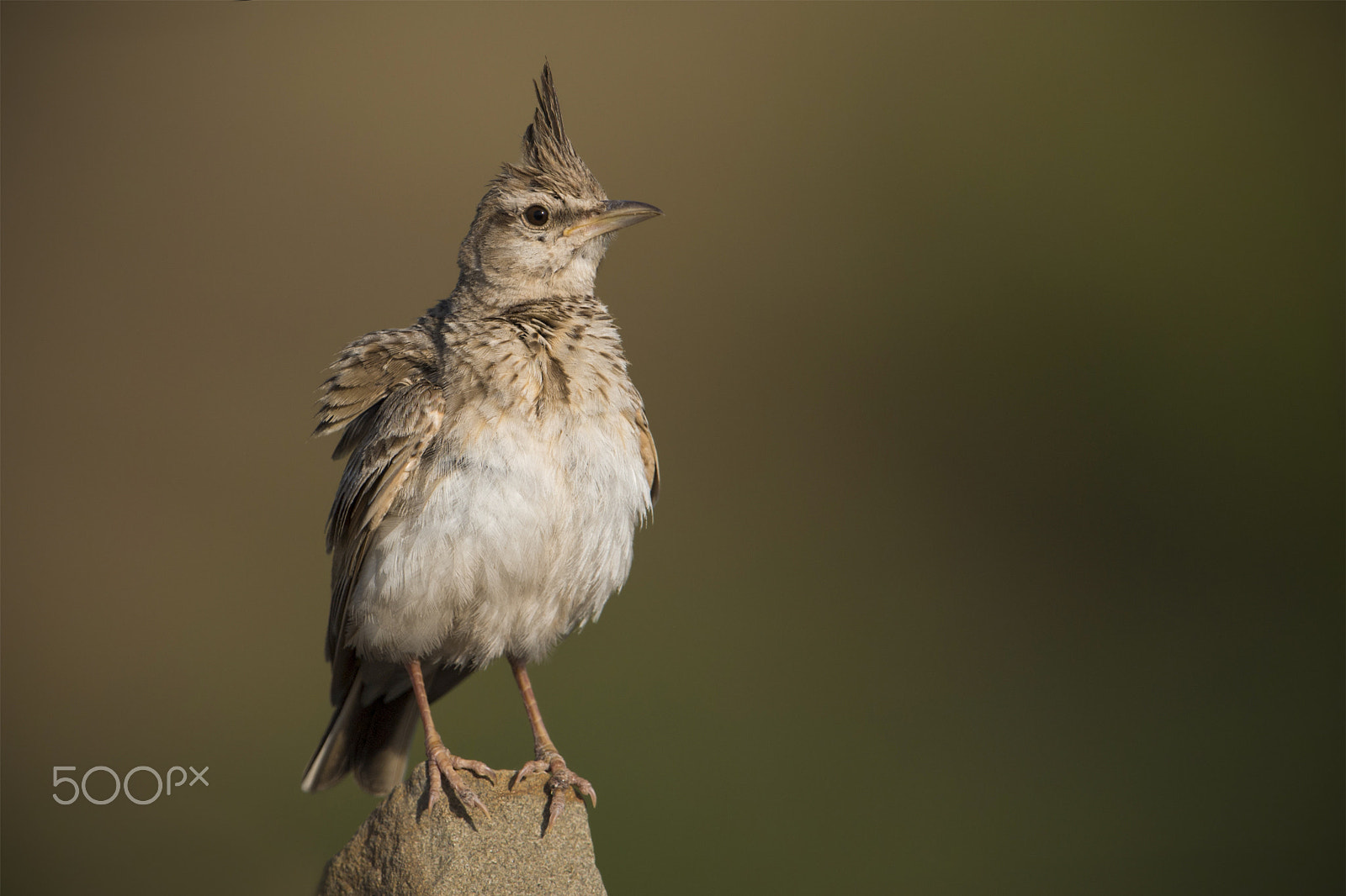 Nikon D5 + Nikon AF-S Nikkor 600mm F4G ED VR sample photo. When i have nothing to shoot!!! photography