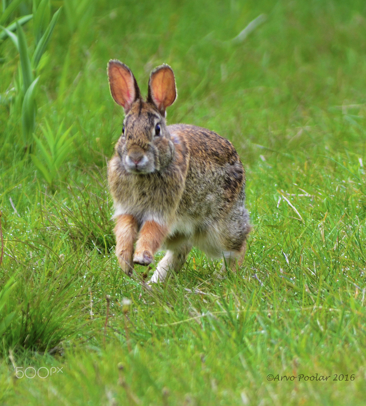 AF Zoom-Nikkor 75-300mm f/4.5-5.6 sample photo. Cottontail photography