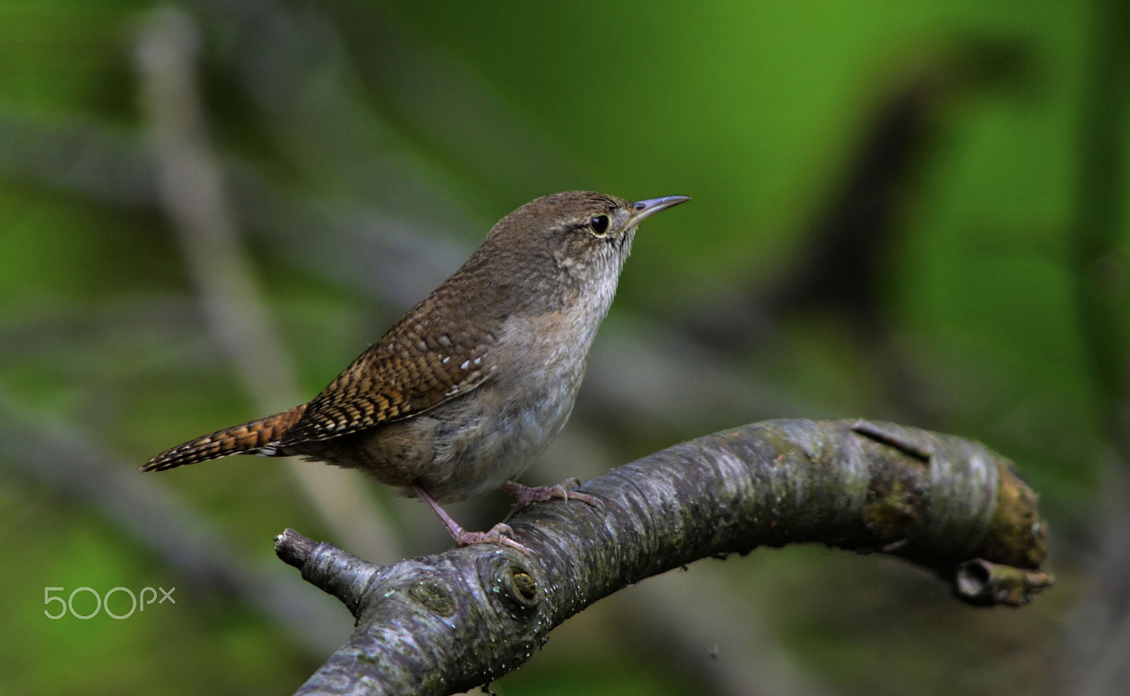 AF Zoom-Nikkor 24-50mm f/3.3-4.5 sample photo. House wren photography