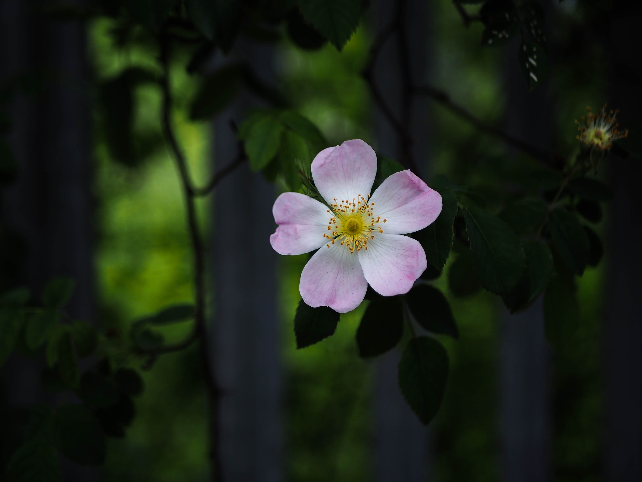 Olympus OM-D E-M5 + LUMIX G 25/F1.7 sample photo. Hi, photography