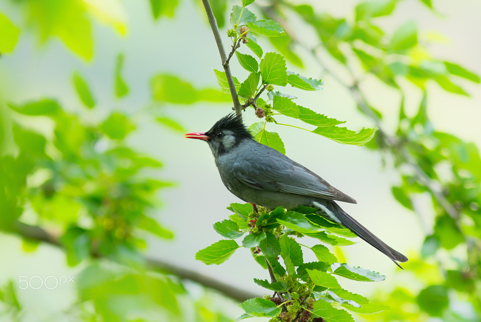 Canon EOS 60D + Canon EF 300mm F4L IS USM sample photo. Bird from tirthan valley - id help pls photography