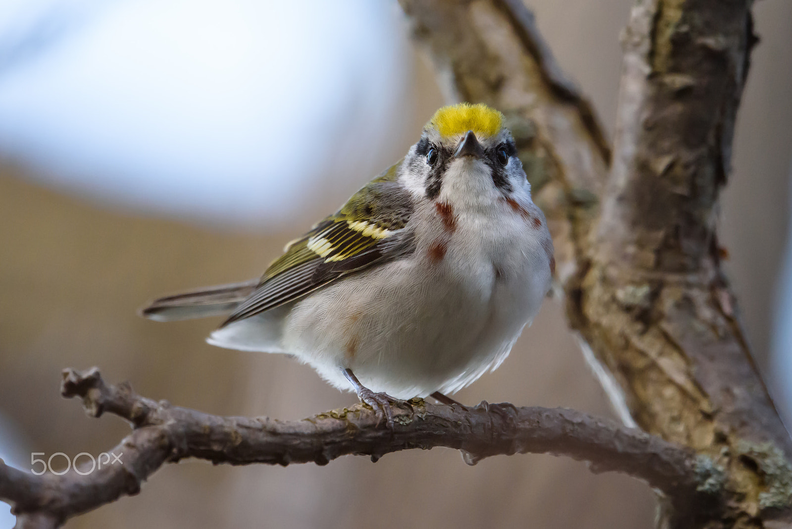 Nikon AF-S Nikkor 500mm F4E FL ED VR sample photo. Chestnut sided warbler has a look photography