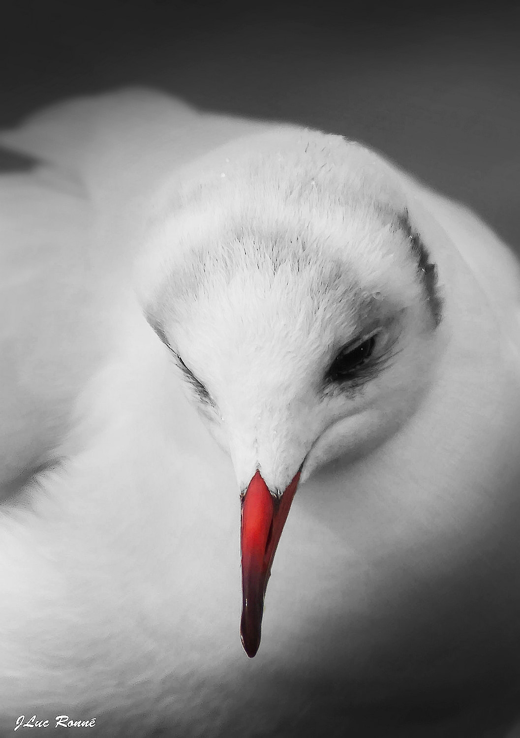 Canon EOS 7D + EF300mm f/2.8L USM +2.0x sample photo. Larus ridibundus photography
