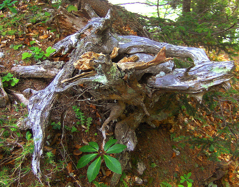 HP PHOTOSMART R927  (V01.00) sample photo. Nature's wooden sculpture. photography