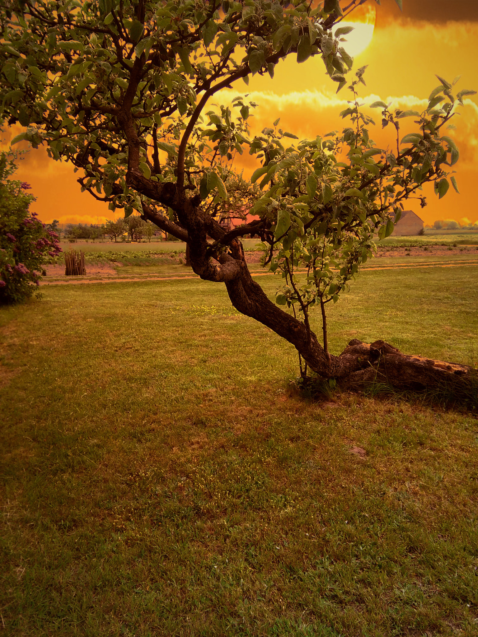 HUAWEI G620S-L01 sample photo. Sun photography